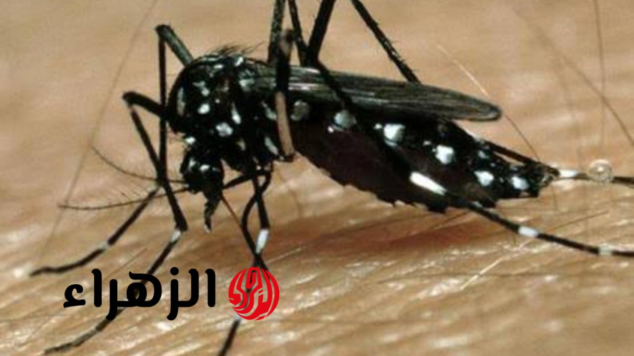 "النموس بيخاف منها موت"... افضل 3 اشياء تطرد النموس بدلا من رش البيروسول.. هتنسفهم نسف!! 6 1000093678 1280x720 1