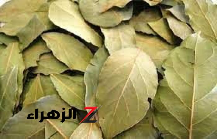 وداعاً للشيخوخة.. الحل الجبار في ورق الغار تناوله بهذه الطريقة ورجع شبابك  حتى لو عمرك 70 سنه - بوابة الزهراء الإخبارية