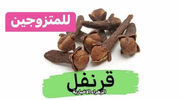 “للعرسان فقط دلع مراتك” .. استخدم مسمار واحد فقط من زيت القرنفل بهذه الطريقة المذهلة يجعله أقوى أضعاف الحبة الزرقاء!!