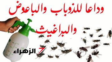 «مكون واحد هيخلصك من كل ده».. رشي هذا المكون على الحشرة وهتختفي من بيتك في ثانية.. جربيها وهتدعيلي!