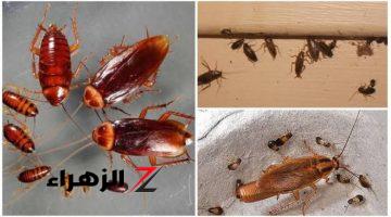 مستحيل تلمحي نملة تاني 🐜 🪳.. طريقة عبقرية لطرد الصراصير والنمل الأسود الموجود في المنزل نهائيا .. وداعا للحشرات