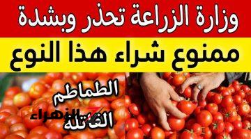 انتبة قبل فوات الآوان!!.. وزارة الصحة تحذر من شراء هذا النوع من الطماطم القاتلة .. ممنوع تشتريها تماما !!