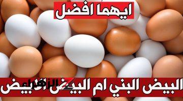 معلومة بمليون ريال..هذا هو الفرق بين البيض الأبيض والأحمر؟.. ندمت اني معرفتهاش من زمان!!