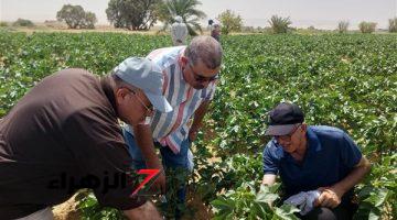 “بحوث القطن” ينظم ندوة إرشادية بالوادي الجديد