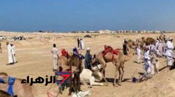 سباق الهجن يخطف الأضواء فى مهرجان العلمين بالساحل الشمالى