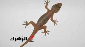 اوعي تموته في بيتك تاني نهائي .. هل تعلم لماذا لا يجب قتل البرص في المنزل ؟وما هي الطريقة الصحيحة للتخلص منه ؟