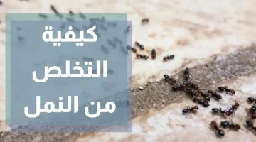 مفعوله سحر .. طرق عبقرية للقضاء على النمل والتخلص منه نهائيا بكل سهولة بدون استخدام مواد كيماوية .. بأقل تكلفة والنتيجة ممتازة