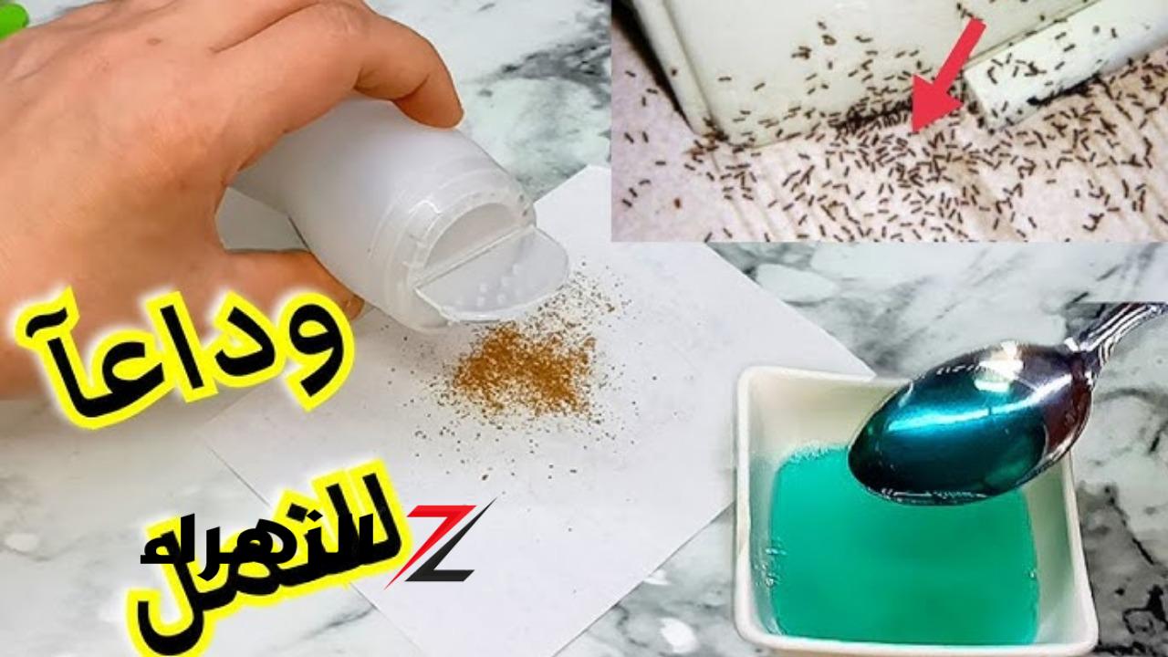 طرق سحرية لطرد النمل من المنزل نهائيا