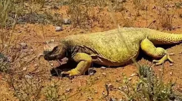 “ملك الصحراء”.. شاهد أغرب حيوان يعيش في صحراء السعودية يتكيف مع كل الظروف.. معلومات ستذهلك!!