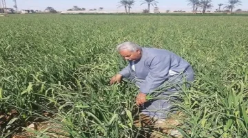 نبات رخيص لكنه مهمل يزرع في مصر يمنع ارتفاع السكر ويحمي الكبد والقلب من التلف ويعزز وظائف الدماغ ويعتبر الحل الأمثل لـ تقوية الذاكرة