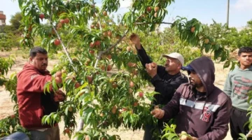 فاكهه الغلابا الصيفية المهملة..! تزرع في مصر تعالج أمراض القلب وتجدد خلايا الكبد التالفة وتحمي العين من العمى وتعتبر الحل الأمثل لإنقاص الوزن..