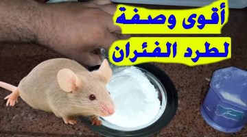 هيطلع يجري بره البيت .. اقوي وصفة طبيعية للفئران مضمونة 100% هاته من ديله