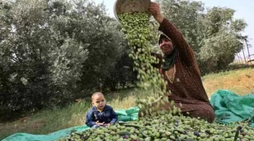 معلومة ب 600 جنيه… فوائد هامة للزيتون الأخضر.. تعرف عليها!!