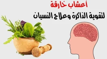 فاكهة ربانية ومعجزة منزله برائحة الجنة مستحيل تتخلى عنها ابداً مهملة للغاية في السوق تقوي الذاكرة وينشط بنية الدماغ وكأن عمرك 15 سنة!!