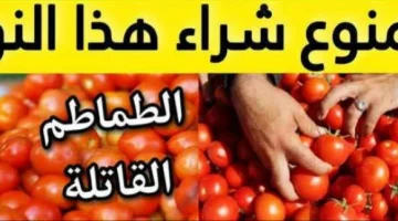 احذر قبل فوات الأوان .. لا تقومي بشراء هذا النوع من الطماطم الموجودة في الأسواق ولو بدون ثمن .. بها سم قاتل