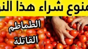 خطر يهدد حياة اسرتك!!.. تحذير من شراء هذا النوع من الطماطم.. اعرف قبل فوان الاوان!!