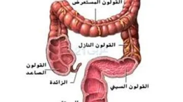 اكتشف السر||… سيدة الأعشاب الطبيعية: نبتة سحرية تنظف القولون من “البراز المتحجر” في دقائق معدودة إعجاز رباني ودون حاجة للطبيب! تعرف عليها الآن!!؟