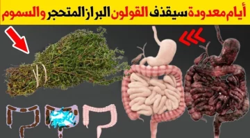 ولا الجن الأزرق يعرفها..!! عشبة جبارة ربانية متواجدة في كل منزل تجعلك تتخلص كافة مشاكل القولون وتخلصك من البراز المتحجر على الفور!!