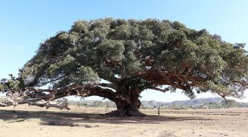 «علامة من علامات الساعة الكبري» .. هذه الشجرة التي سوف يختبئ وراءها اليهود في نهاية الزمان .. موجودة في مصر والعراق