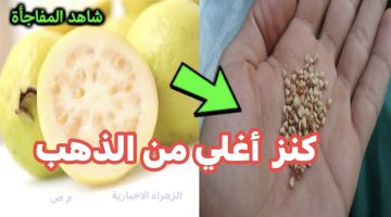 هتندم طول عمرك لو بترميه .. كنز غالي في بيتك داخل بذور الجوافه تعالي اقولك تعملي بيه ايه بسرعة .. “كنز بمليون جنيه” !!