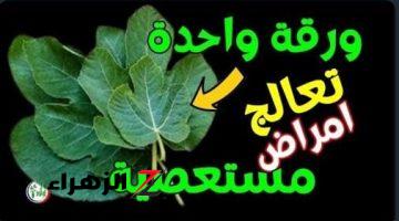 “ياريتني عرفتها من زمان”… فوائد مهمة لحرق  ورق التين الأخضر.. هتنبهري من نتيجة أول ما تستخدميه