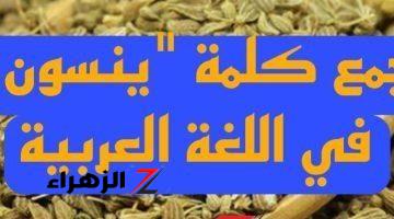 سؤال حير الملايين .. أين عباقرة اللغة العربية ما هو جمع كلمة “ينسون”  في اللغة .. محدش توقع الإجابة دي!!