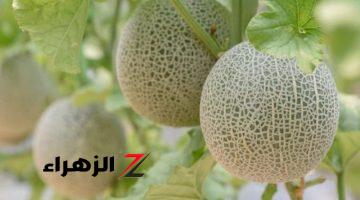 كنز صحي ثمين في السعودية!!..فاكهه الفقراء اللذيذة تزرع في المملكه تقضي على السعال في دقائق وتخفض الوزن وتعتبر الحل الاقوى لـ الإمساك وسؤ الهضم.!