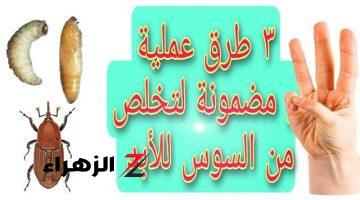 “قابلني لو لمحتيها تاني”.. طريقة القضاء على حشرة سوس المطبخ في ثواني.. مكون سحري موجود في منزلك!!