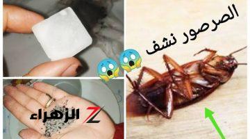 حطي في بطنك بطيخة صيفي!!.. طريقة عبقرية للتخلص من الصراصير والنمل🐞🐞 بشكل نهائي في المنزل.. هتنامي بالك رايق