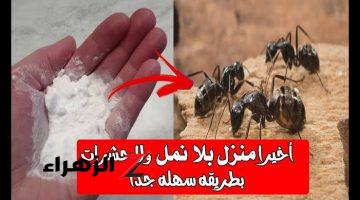 ديول النمل هيختفي كله 🐜 .. طرد الصراصير والنمل الأسود والطائر الموجود في المنزل نهائيا بطريقة مضمونة .. قل وداعا للحشرات!!