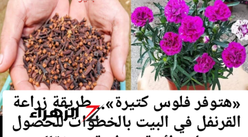 «هتوفر فلوس كتيرة».. طريقة زراعة القرنفل في البيت بالخطوات للحصول على رائحة عطرية مميزة!!