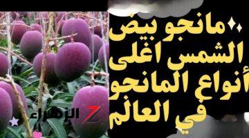 “أغلى مانجو في العالم” .. تعرف على مانجو “بيض الشمس” الذي يصل سعر الثمرة الواحدة منها 60 ألف جنيه .. الكيلو منها بتمن سيارة !!!