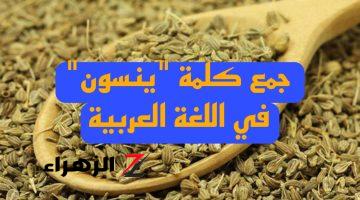 “لغز لمحبي اللغة العربية فقط” .. ماهو جمع كلمة ينسون التي يبحث عنها آلاف الطلاب والمدرسين .. إجابة لن تتوقعها أبدا !!!