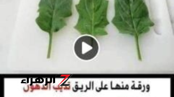 مهما كانت كرشتك كبيرة .. ورقة منها على الريق تذيب الدهون وتحرق الشحوم في 3 أيام