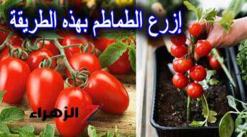 من حبة واحدة.. طريقة زراعة الطماطم في البيت من ثمرة طماطم موجودة في الثلاجة مش هتحتاج تشتريها من بره