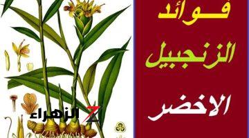 «عجوز هندي قالي عليها».. 10 فوائد صحية “مثالية” للزنجبيل واهم استخداماته في العلاج