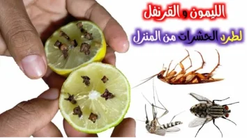 طرق التخلص من الناموس بمكونات طبيعية موجودة في البيت