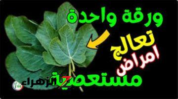 “شوف صحتك هتبقــى ازاي”.. فوائد حرق ورق التين الأخضر.. نتيجة مذهلة من أول استخدام