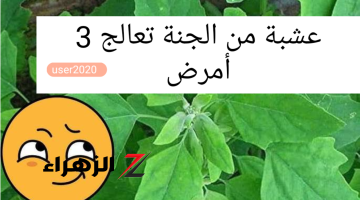 «معجزة بكل المقاييس !».. عشبة سحرية وخارقة تساعد على التخلص من مرض يخشاه 99% من البشر ومنتشر بشدة في الوطن العربي