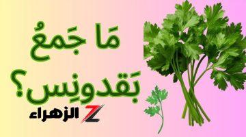 “السؤال الذي حير المعلمين”.. ما هي جمع كلمة ”بقدونس” في اللغة العربية؟؟ الطلاب والمدرسين هيتجننوا على معرفة  الإجابة..!!