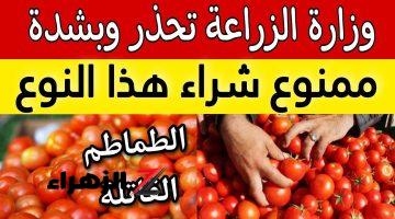 “اوعي تاكلها حتي لو برخص التراب”.. احذر شراء هذا النوع من الطماطم تحذيرات خطيرة من وزارة الصحة