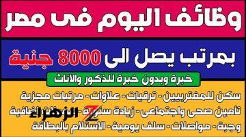 الكل هيشتغل .. وزارة الشباب “تعلن عن وظائف شاغرة حتى 40 سنة.. براتب شهري 8,000 جنيه | «تخصصات مختلفة» قدم الان