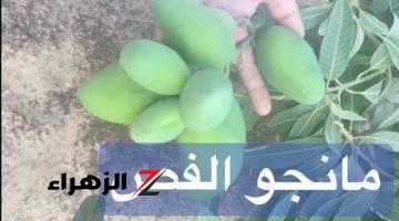 عينك وسط راسك  تعرف خلاصك.. الطريقة الصحيحة لشراء ( المانجو الفص والعويسي ).. اهرب لو لقيت هذه العلامه