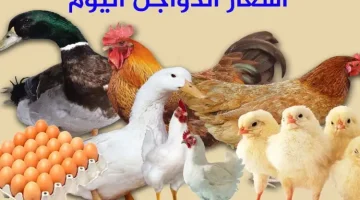 ياترى وصلت لكام النهاردة: أسعار الدواجن وكرتونة البيض اليوم الثلاثاء 20 أغسطس 2024 في البورصة والأسواق