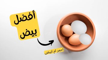 معلومة في السريع.. ما هو الفرق بين البيض الأبيض والأحمر؟ وأيهما أكثر فائدة؟