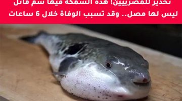 اوعى تاكلها لو ببلاش.. أخطر أنواع السمك السام.. تسبب الوفاة بعد  تناولها فورا.. منتشرة في الأسواق! 