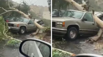 شاهد.. سقوط شجرة ضخمة على سيارة في حي الوشاء بالطائف بعد هطول الأمطار الغزيرة