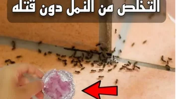 مش هتغرم ولا جنيه .. وصفة خارقة للتخلص من النمل دون قتله ودون عودة بحيل سهلة!! .. هتدعيلى