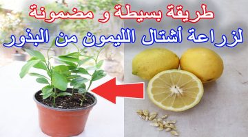 سر زراعة الليمون🍋من البذور فى المنزل بطريقة صحيحة ومجربة 100% بالخطوات بدون تكلفة من ليمونة فى البيت