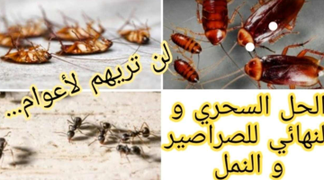 هتجيب من الآخر.. أقوي وصفة للقضاء علي النمل والصرصير والبق.. مش هتشوفيهم تاني طول السنة!